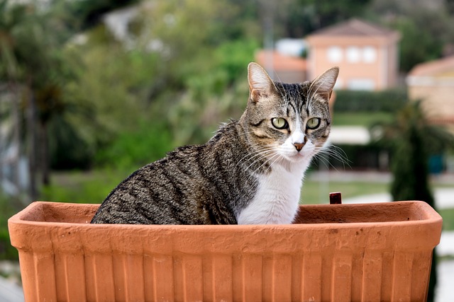 プランターの中に猫