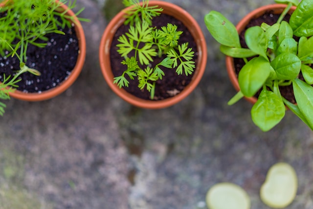 庭先に３つの植木鉢