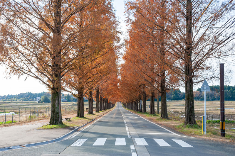 紅葉したメタセコイア並木